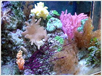 サンゴの飼い方 珊瑚飼育方法 埼玉 川越 サンゴ専門店しんせつ